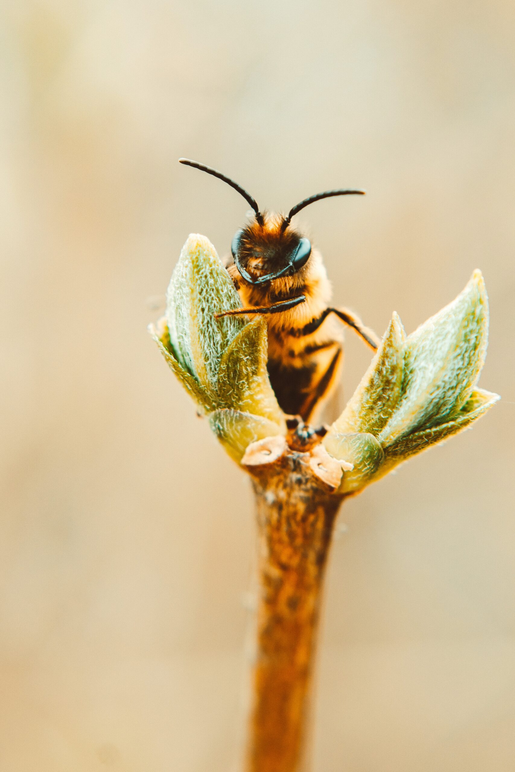 Поддержка пчеловодства и сеянцы липы: предприятие «Кроношпан» реализует экологический проект в Башкирии
