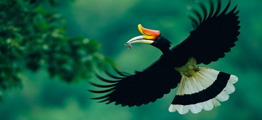 Новая Гвинея и 40000 фотографий птиц 2