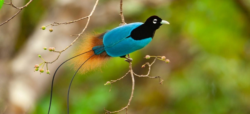 Новая Гвинея, фотографии, птицы