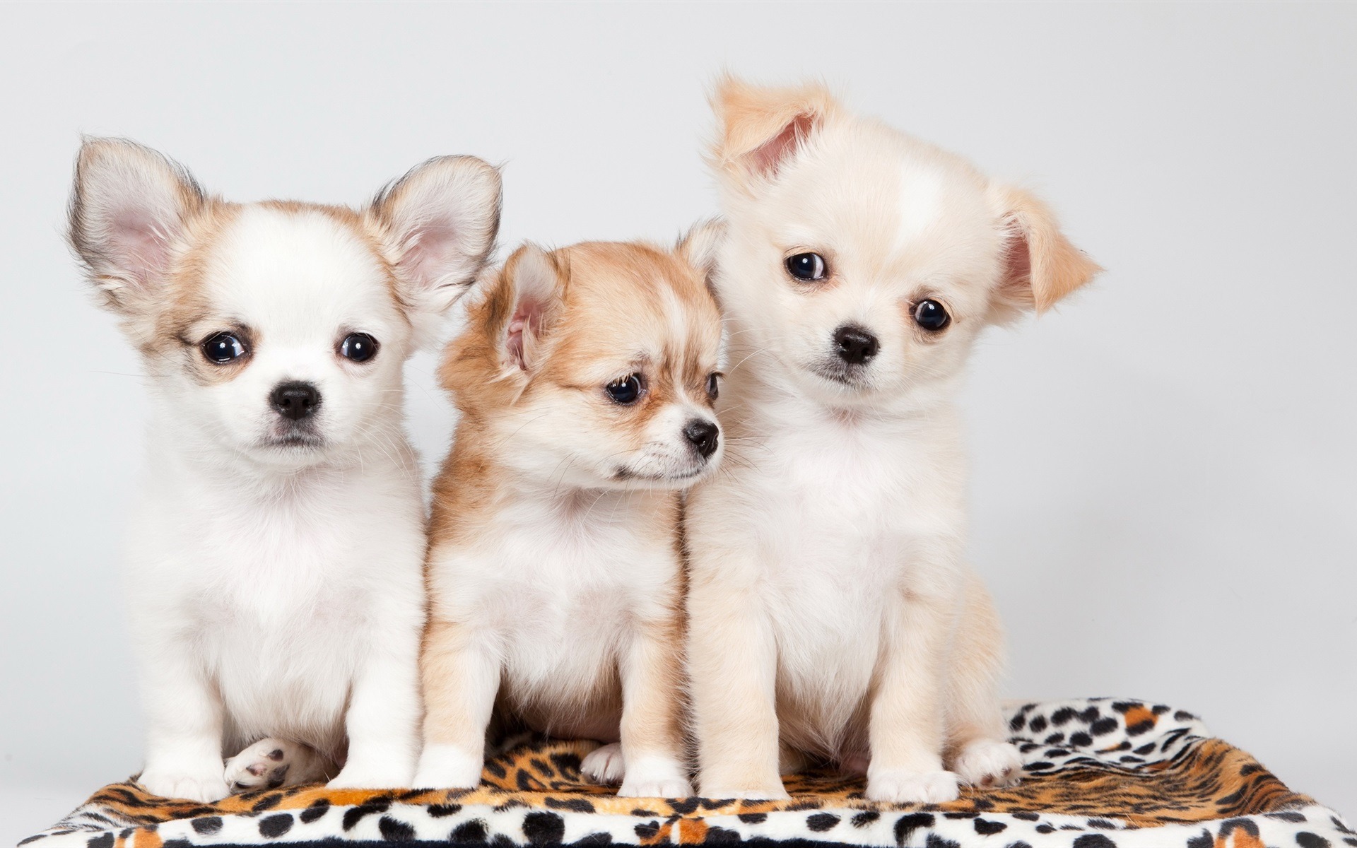 Three-dogs-cute_1920x1200