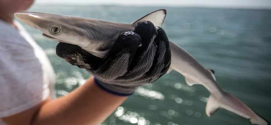 акулы, кокаин,